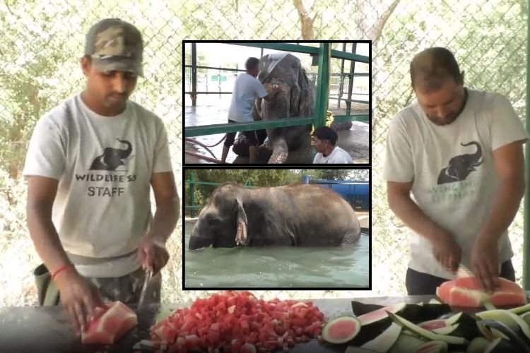 बढ़ते तापमान को देखते हुए हाथियों के लिए किया गया विशेष इंतजाम, देखें तस्वीर...