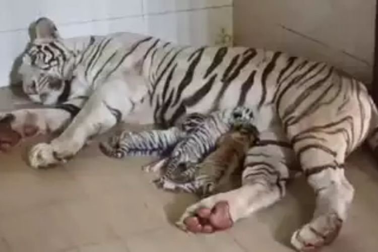 ग्वालियर चिड़ियाघर में सफ़ेद बाघिन ने 3 शावकों को दिया जन्म, 2 शावक भी सफ़ेद
