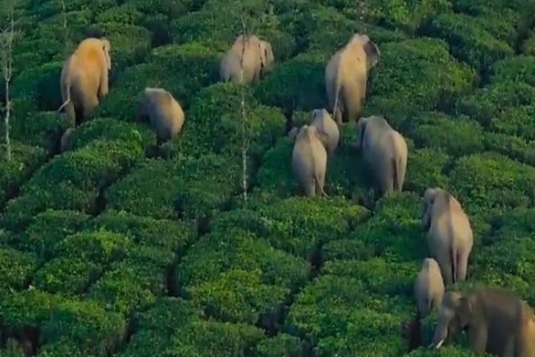 छत्तीसगढ़ में हाथी के हमले में चार लोगों की हुई मौत, मरने वालों में पिता-पुत्री शामिल