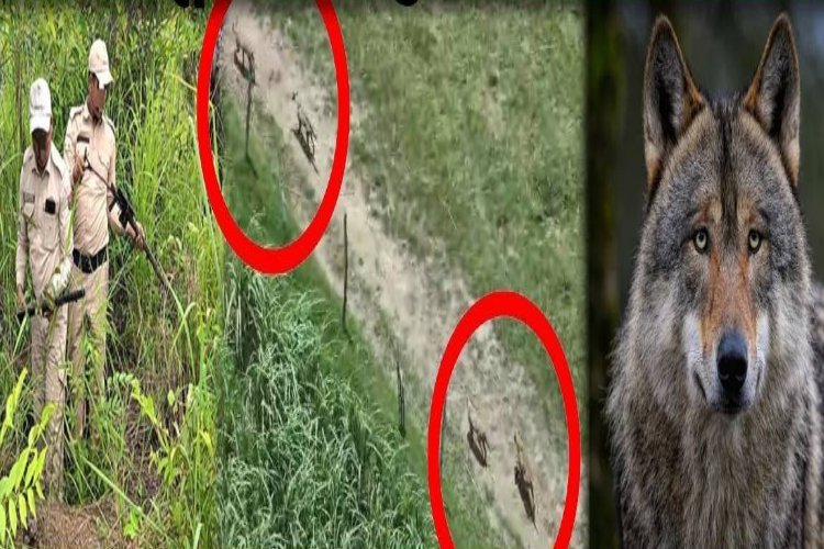 UP में ऑपरेशन भेड़िया क्यों हुआ फेल, सच में आया भेड़िया या जिंदा हुआ नया ग्रुप?