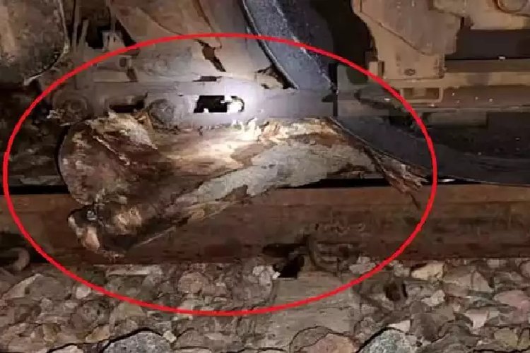 फर्रुखाबाद में ट्रेन को बेपटरी करने की साजिश नाकाम, देव सिंह और मोहन कश्यप को किया गया गिरफ्तार