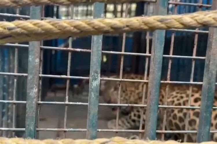 Leopard caught in Rampur: रामपुर में पकड़ा गया एक और तेंदुआ, ग्रमीणों ने ली राहत की सांस