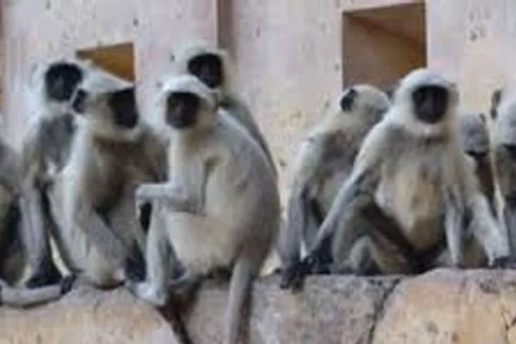 उत्तर प्रदेश में भेड़िए-तेंदुए के बाद अब लंगूर ने दी दस्तक