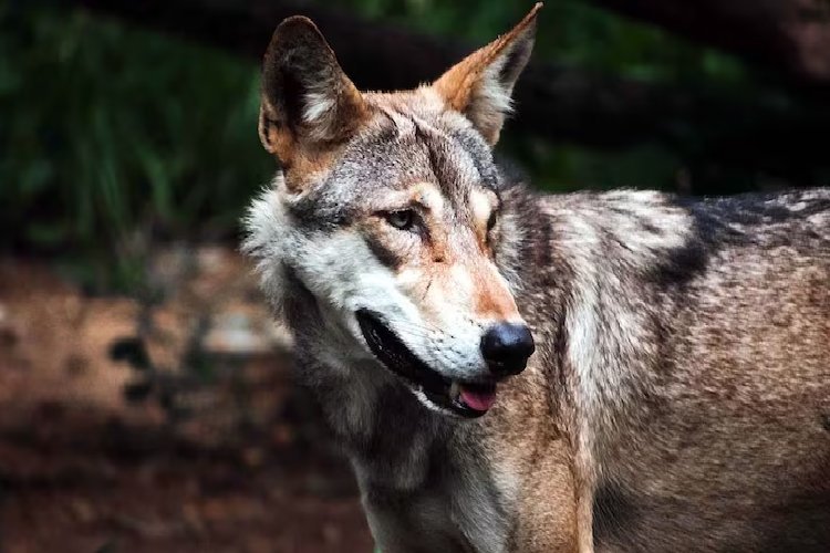 बहराइच के बाद वाराणसी में भेड़िये का खौफ, वन विभाग ने किया चौंकाने वाला खुलासा