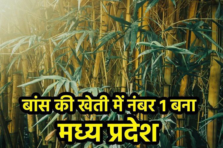बांस की खेती में मध्य प्रदेश बना देश का नंबर 1 राज्य, जानिए कौन कौन से राज्य लिस्ट में शामिल