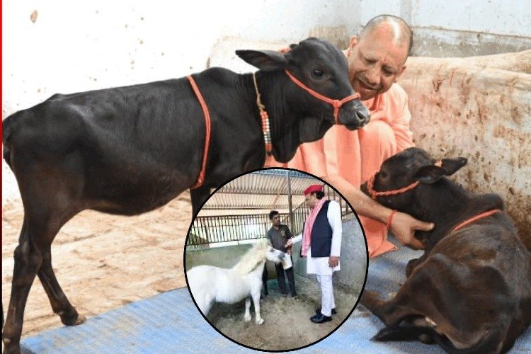 जब योगी गौसेवा कर रहे थे, अखिलेस घोड़े के साथ क्यों फोटो खींचवा रहे थे?