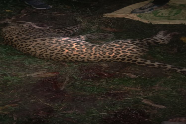 ड्यूटी पर जा रहे होमगार्ड पर गुलदार ने किया हमला, परिजनों ने उतारा मौत के घाट