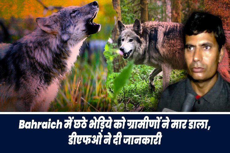 बहराइच में छठे भेड़िए के साथ क्या हुआ, डीएफओ ने दी राहत देने वाली जानकारी