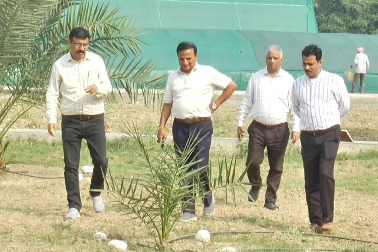 जम्मू-कश्मीर में बागवानी विभाग ने लगाया खजूर का पहला बाग, किसानों में जगी आय बढ़ने की उम्मीद