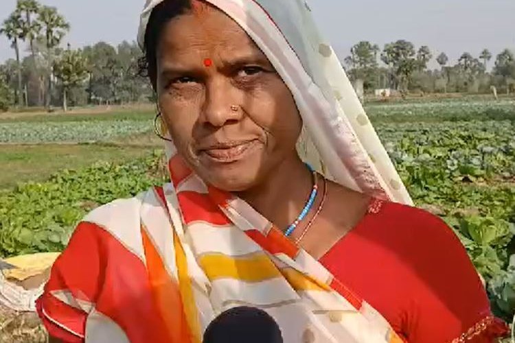 बोधगया : मुनाफे का सौदा साबित हो रही है थाई बेसिल की खेती, स्वास्थ्य के लिए भी है लाभकारी