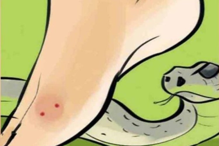 केंद्र ने भारत में सांप काटने के मामलों को घोषित किया 'सूचित करने योग्य रोग'