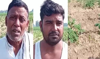 Kannauj : नकली दवा से आलू की फसल बर्बाद, किसान परेशान