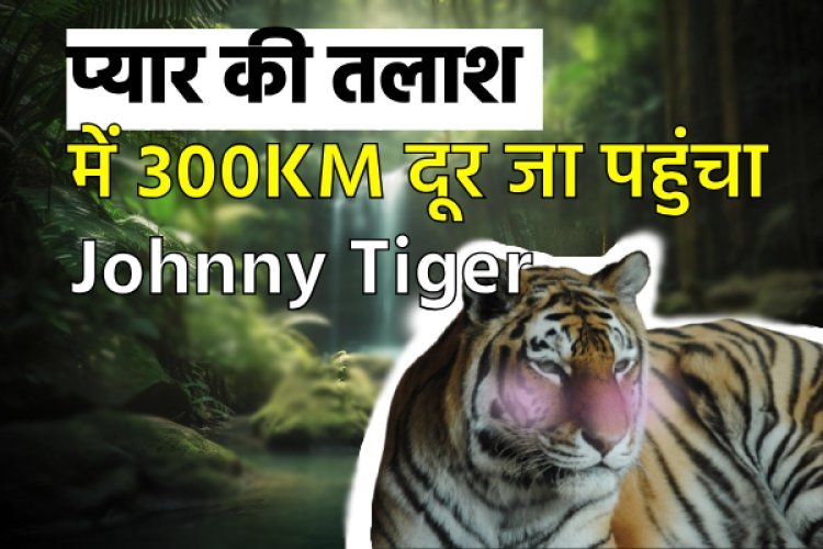 जॉनी टाइगर की रोमांचक यात्रा: साथी की तलाश में 300 किमी का सफर तय करता हुआ कावल टाइगर रिजर्व की ओर बढ़ा
