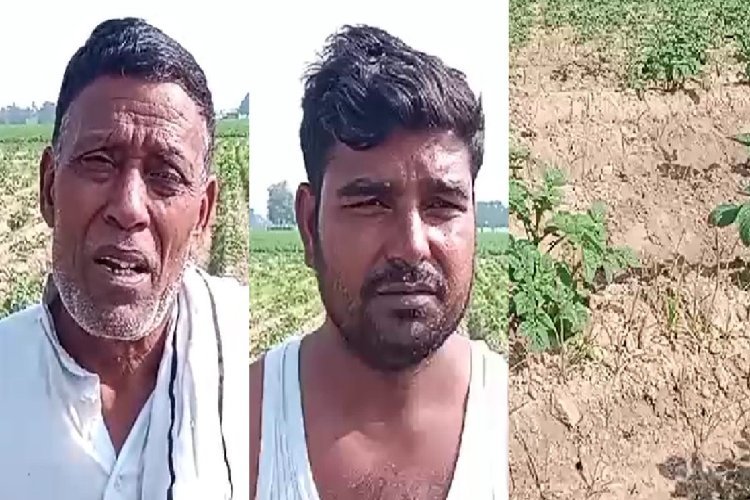 Kannauj : नकली दवा से आलू की फसल बर्बाद, किसान परेशान