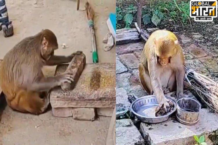 रोटी बेलने से लेकर बर्तन साफ करने तक हर काम में माहिर है ''रानी बंदरिया'', इंटरनेट पर बन गई सेंसेशन