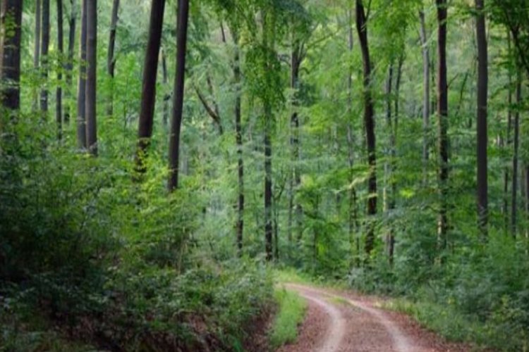 मात्र इतने वर्षों में दो गुणा से भी अधिक हुआ बिहार का वन क्षेत्र, अंतर्राष्ट्रीय जैव विविधता दिवस पर क्या बोले पर्यावरण, वन एवं जलवायु परिवर्तन मंत्री डॉ. सुनील कुमार