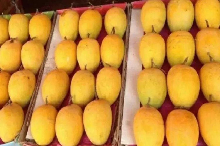 खेत से खादी मॉल तक, अब शहर में भी मिलेगा गांव के जर्दालु आम का असली स्वाद