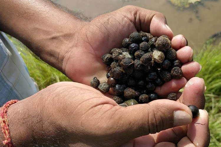 अमेजन से अमेरिका तक पहुंचा मिथिला का स्वाद, दरभंगा के लाल ने देसी मखाना को दिलाई ग्लोबल पहचान