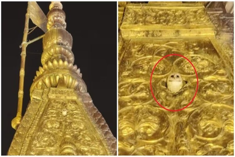 काशी में बाबा विश्वनाथ के मंदिर पर सफेद उल्लू, भविष्यवाणी से हिले रूस-अमेरिका