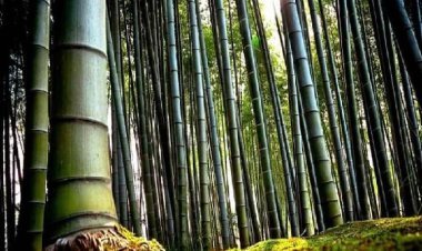 बांस की खेती पर अनुदान दे रही बिहार सरकार, 27 जिलों के किसान उठा सकते हैं लाभ, बागवानी को मिल रहा बढ़ावा 