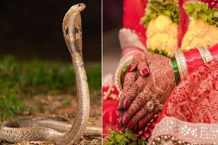 गला घोंटने पर भी नहीं मरी तो ससुराल वालों ने जहरीले सांप के साथ बहू को कमरे में बंद किया