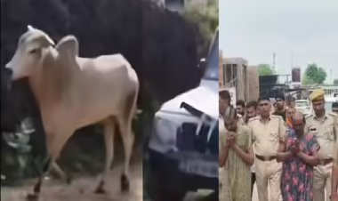 कोई इतना निर्दयी कैसे हो सकता है? कार से बार-बार रौंदकर सांढ की ले ली जान, पुलिस ने आरोपियों को सलवार-सूट पहनाकर बाजार में घुमाया