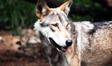 बहराइच में फिर लौट आया खूंखार भेड़िया, महिला और बच्चों पर किया हमला, वन विभाग ने शुरू किया शिकार 