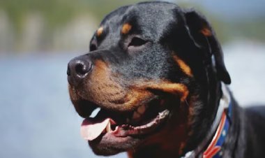 चंडीगढ़ में पिटबुल, रॉटवीलर और 4 अन्य नस्लों के कुत्तों पर बैन, जनता की सुरक्षा के लिए लिया गया निर्णय