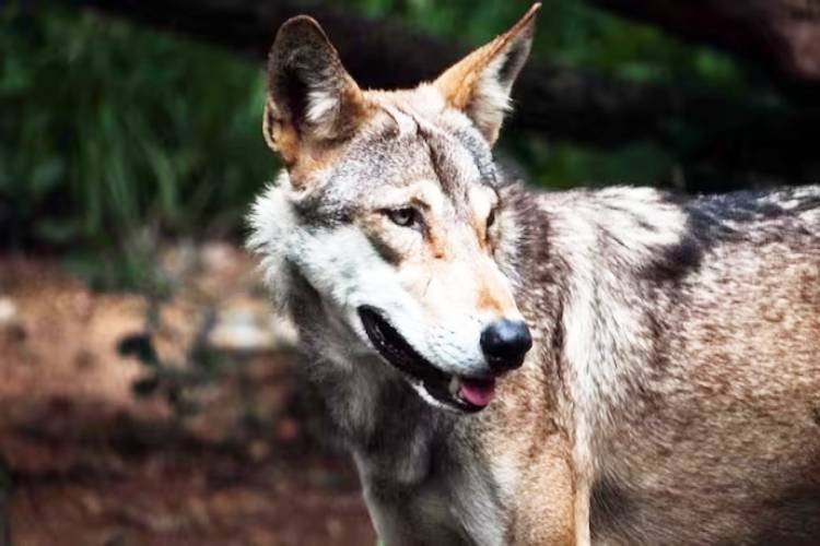 बहराइच में फिर लौट आया खूंखार भेड़िया, महिला और बच्चों पर किया हमला, वन विभाग ने शुरू किया शिकार 