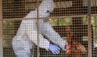H5N5 वायरस से हुई दुनिया की पहली मौत! 2025 के अंत तक नई महामारी की है भविष्यवाणी, वैज्ञानिक अलर्ट