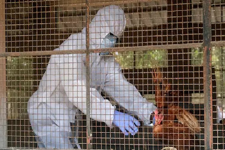 H5N5 वायरस से हुई दुनिया की पहली मौत! 2025 के अंत तक नई महामारी की है भविष्यवाणी, वैज्ञानिक अलर्ट