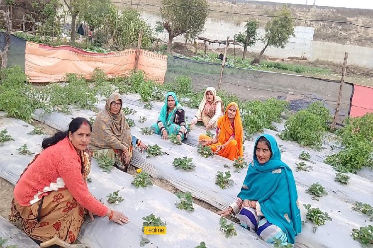 सीएम योगी की रुरल डेवलपमेंट के कारण स्ट्रॉबेरी, ड्रैगनफ्रूट और रागी से तीन लाख तक कमा रहीं इटावा की मंत्रवती