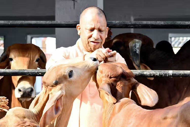 योगी आदित्यनाथ सरकार की पहल से अयोध्या के 87 गो-आश्रय स्थल अब 24 घंटे 'तिसरी आंख' की नजर में