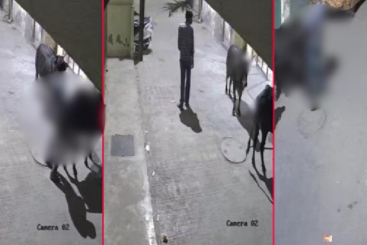 4 नाबालिग लड़कों ने गाय के बछड़े को अगवा कर किया कुकर्म, वीडियो बनाकर सोशल मीडिया पर डाला