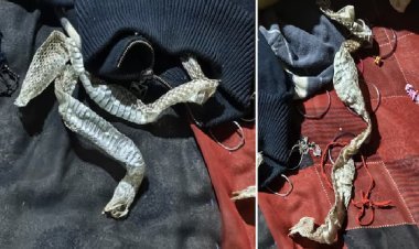 सांप की खाल बिस्तर पर छोड़कर महिला गायब, यूपी के गांव में फैला ''नागिन'' का डर