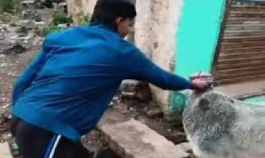 गुना में गाय को मुस्लिम टोपी पहनाने का वीडियो वायरल, सांप्रदायिक माहौल गरमाया