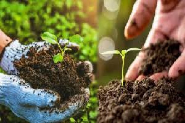 नेचुरल फॉर्मिंग हब बन रहा यूपी, 298 करोड़ से और विस्तार करने की तैयारी में योगी सरकार 