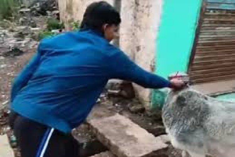 गुना में गाय को मुस्लिम टोपी पहनाने का वीडियो वायरल, सांप्रदायिक माहौल गरमाया