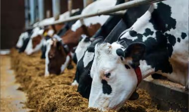 महिला उद्यमिता की मिसाल: पूजा चौधरी का 80 लाख का डेयरी सफर