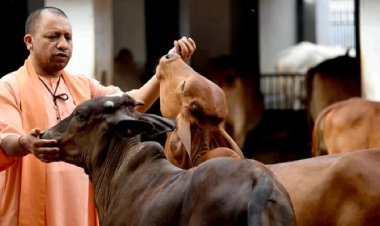 योगी सरकार का बड़ा कदम: छोटे पशुपालकों को भी होगी बड़ी कमाई, गोशालाएं बनेंगी अर्थव्यवस्था का ग्रोथ इंजन