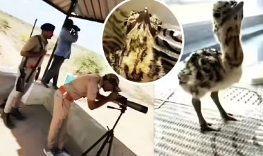 कच्छ का 'रॉयल चूजा': 50+ कर्मचारी, वॉच टावर और 24×7 निगरानी