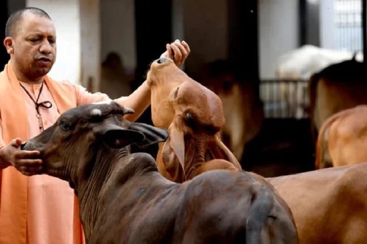 योगी सरकार का बड़ा कदम: छोटे पशुपालकों को भी होगी बड़ी कमाई, गोशालाएं बनेंगी अर्थव्यवस्था का ग्रोथ इंजन