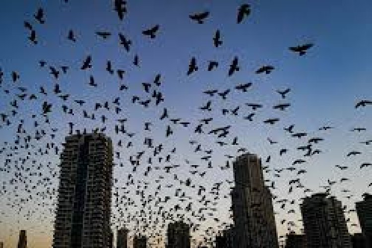ईरान तनाव के बीच तेल अवीव में 'प्रलय' के संकेत? हजारों कौवों ने घेरा आसमान