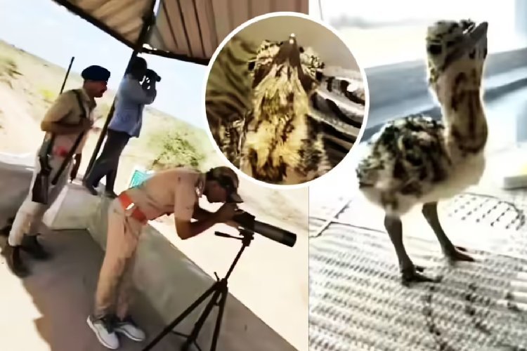 कच्छ का 'रॉयल चूजा': 50+ कर्मचारी, वॉच टावर और 24×7 निगरानी