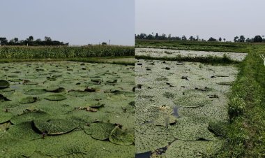 बिहार में पानी में डूबी जमीन बनी ‘सोना’, मखाना खेती से चमकी किस्मत, 50 हजार रुपए तक की अतिरिक्त कमाई