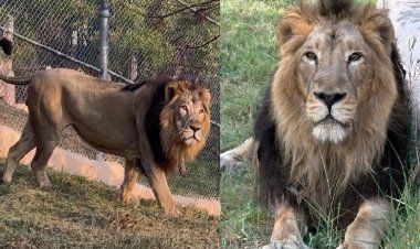 9 साल बाद इटावा सफारी में शेरनी का स्वागत! सुधा बनेंगी सिंबा-सुल्तान की जोड़ीदार