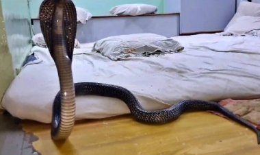 बच्ची के तकिये के नीचे छिपी थी जहरीली नागिन, सुबह 4 बजे लगी भनक!
