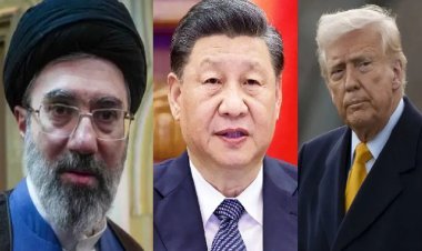 पाकिस्तान पहुंचा भोपाल का गिद्ध, 7 दिनों में तय की 1274 किलोमीटर की दूरी