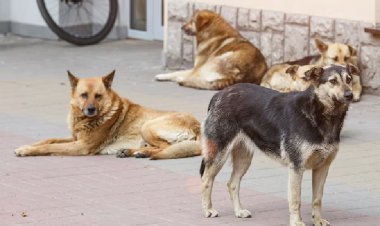 मध्य प्रदेश में कुत्तों की नसबंदी का 'घोटाला' सामने आया, 795 कुत्तों के अंग बरामद