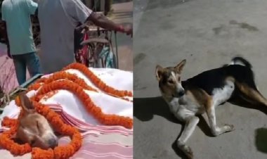 30 बच्चों की जान बचाने के लिए जहरीले सांप से भिड़ी स्ट्रीट डॉग 'काली', खुद हार गई जिंदगी की जंग!